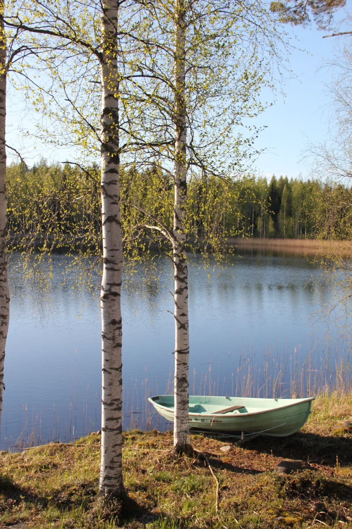 Rowboat among birch trees on the lake shore in spring