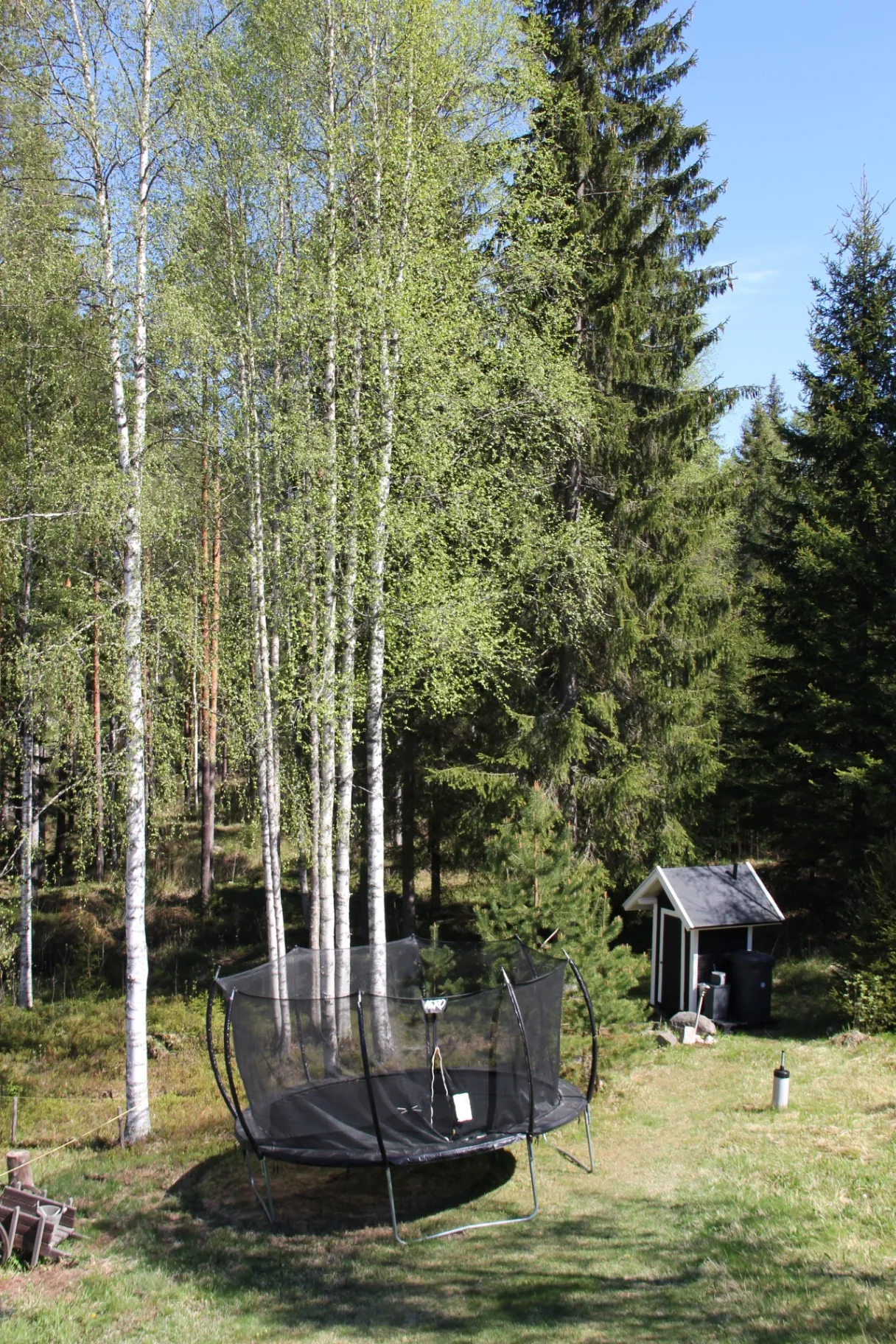 Trampoline on a forest meadow beside birch and spruce